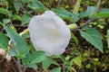 Datura AngelÃ¢â¬â¢s Trumpet. White flowers in organic garden with blurred effect background.